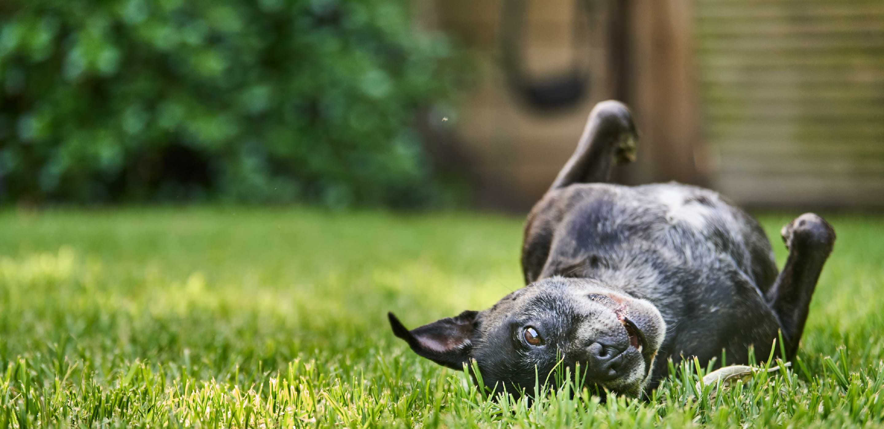 a black dog rolls around in the grass