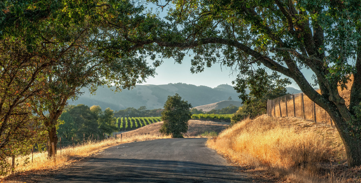 A road in Sonoma County that overlooks oak trees, golden rolling hills, and vineyards, image