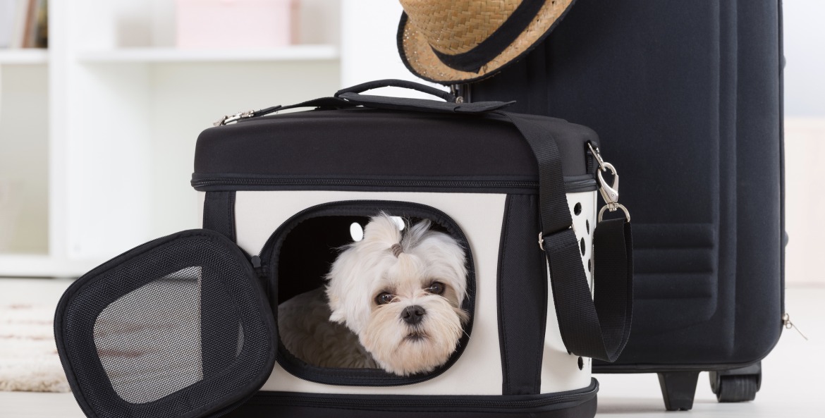 pet dog in travel bag next to suitcase, picture