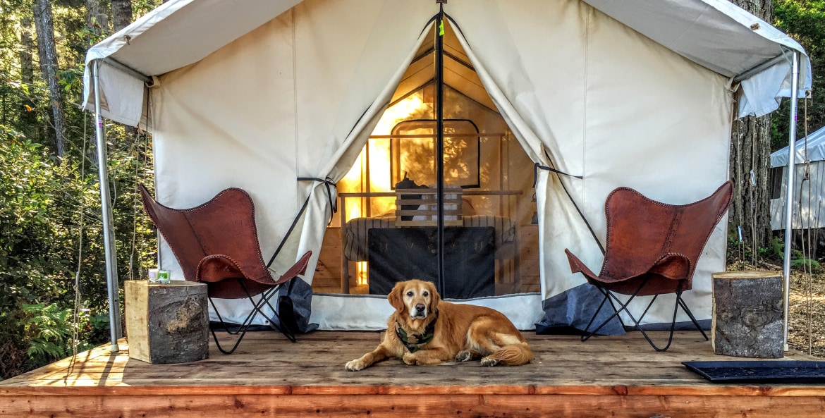 deluxe glamping tent with dog at Mendocino Grove near Mendocino, California.