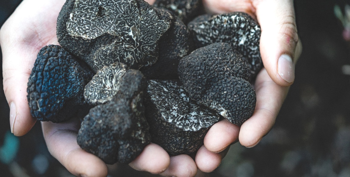 Hands hold a pile of black truffles, image