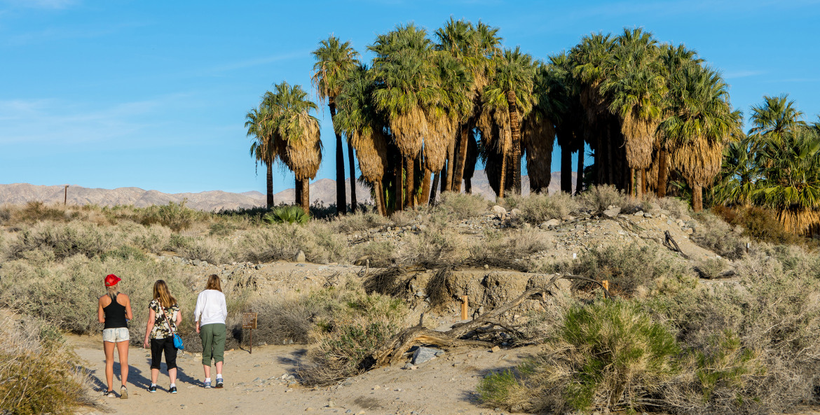 hikers in the Coachella Valley Preserve's Thousand Palms Oasis, picture