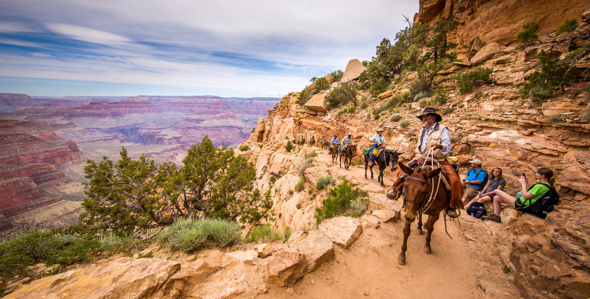 Mules carry gear and riders up to the rim of the Grand Canyon, image