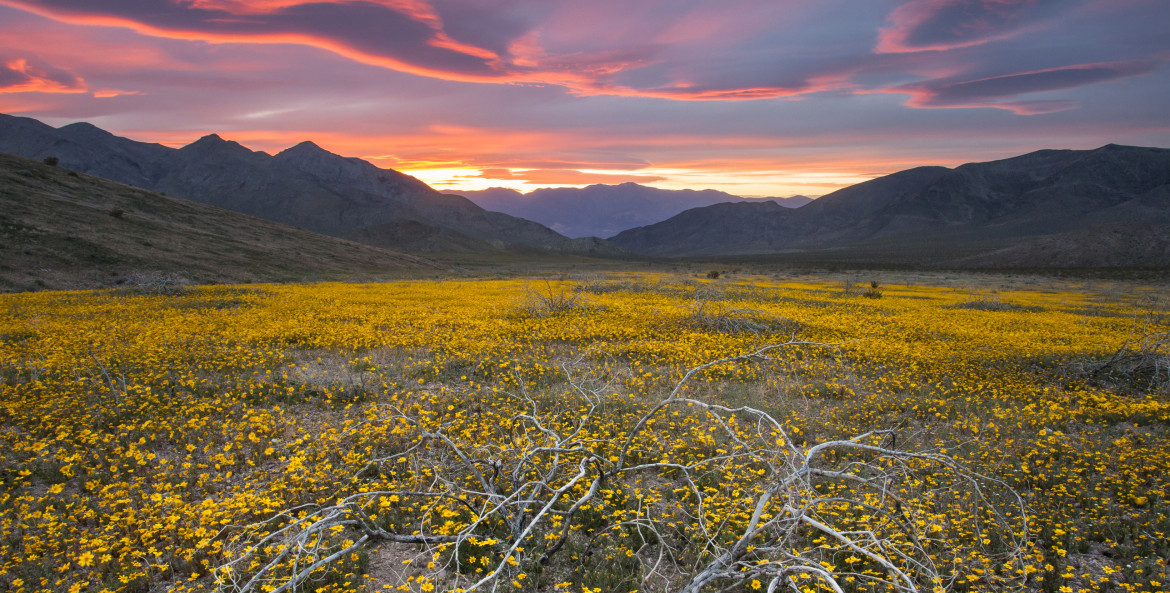Desert golds at Death Valley National Park in California, picture