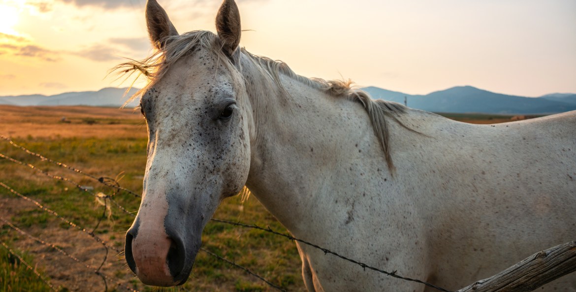 A white horse stands in a Lewistown, Montana pasture at sunset