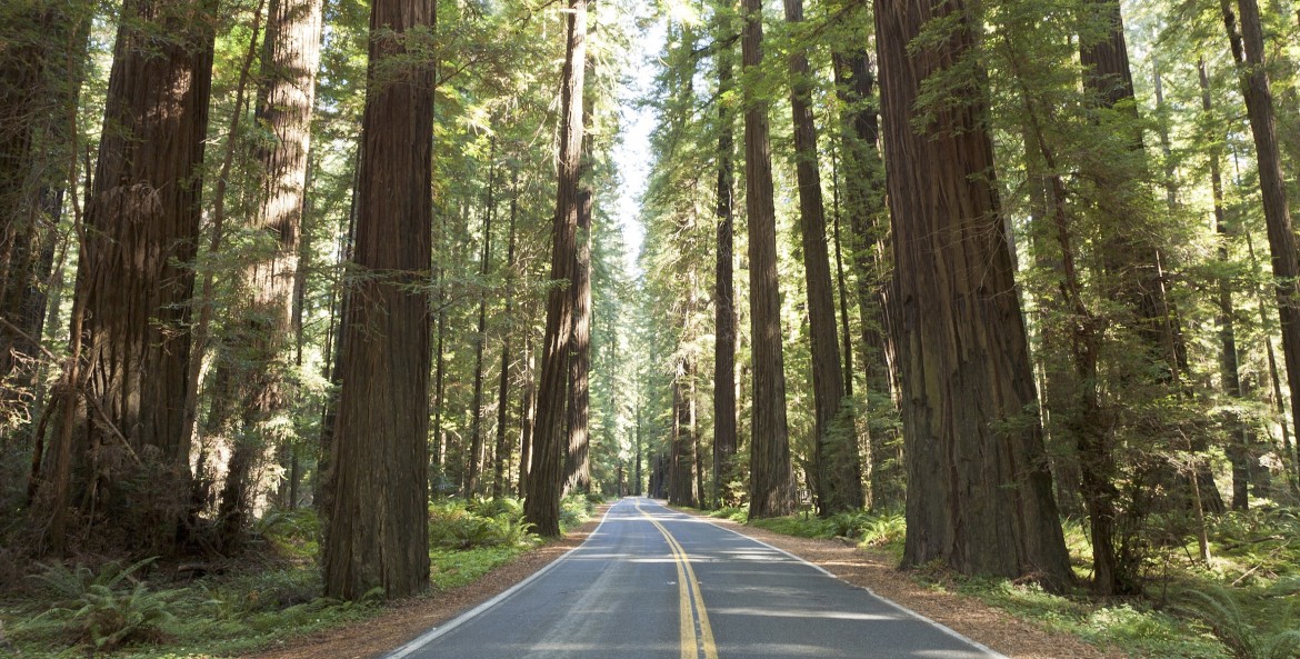 highway 101 passes through the avenue of the giants in humboldt redwoods state park