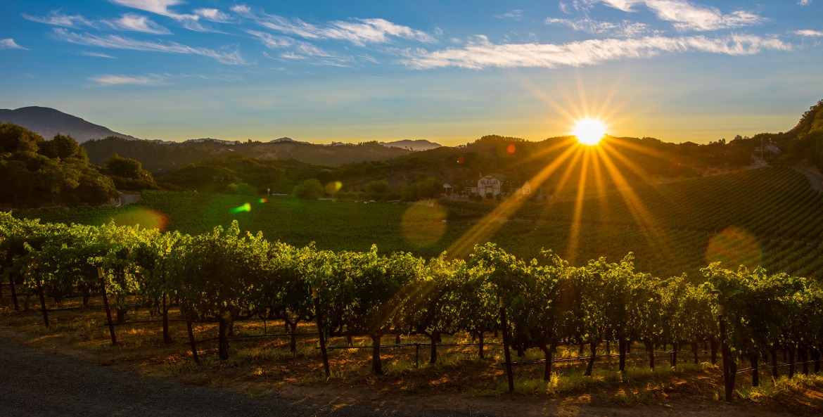 Napa Valley vineyard rows at sunset, photo
