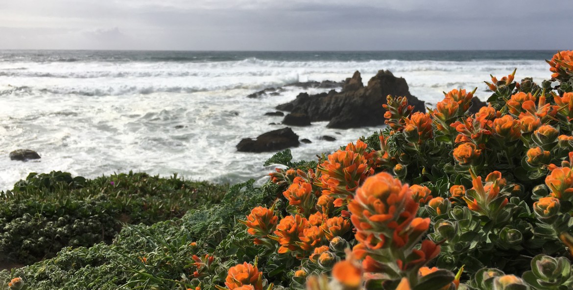 Mendocino Coast Indian paintbrush overlooking the ocean at Navarro Point, picture
