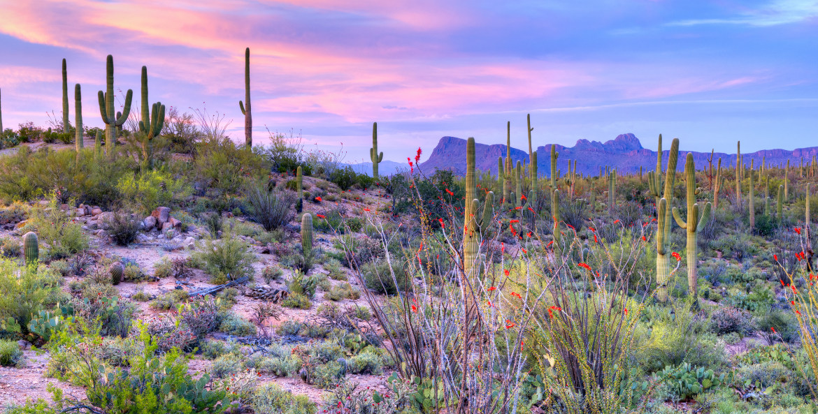 A purple and blue sunset in Saguaro National Park outside of Tucson.