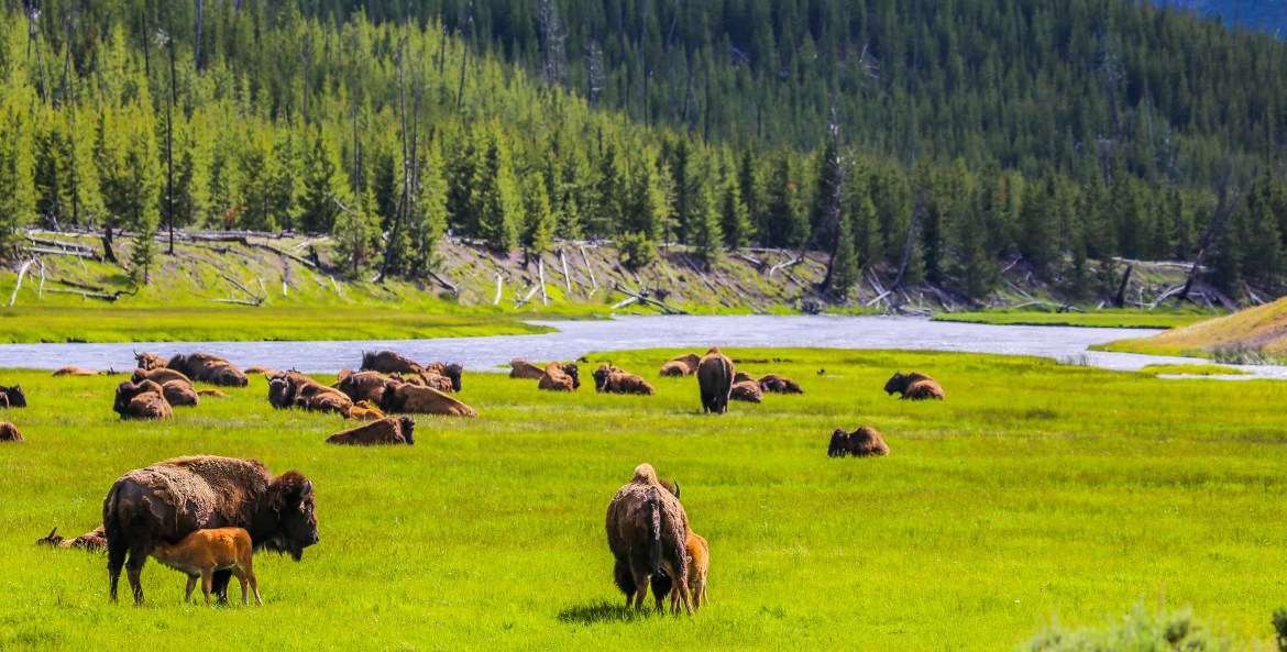 American bison herd in the Madison River Valley in Yellowstone, picture