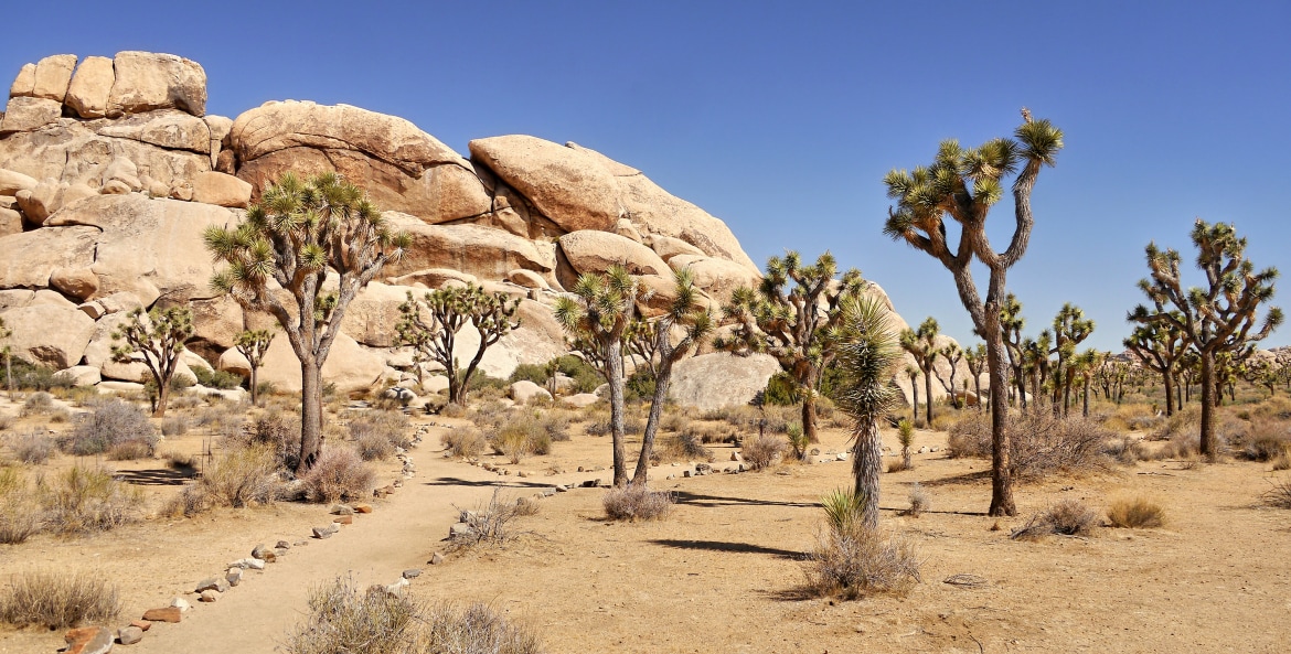 Joshua trees in Mojave National Preserve, image