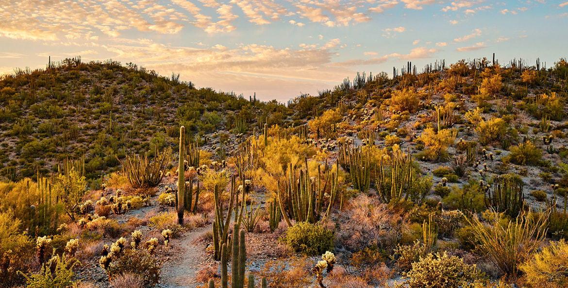 Organ Pipe Cactus National Monument at sunset, near Ajo, Arizona