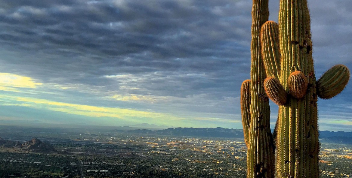saguaro cactus on Camelback Mountain looks over Phoenix, Arizona