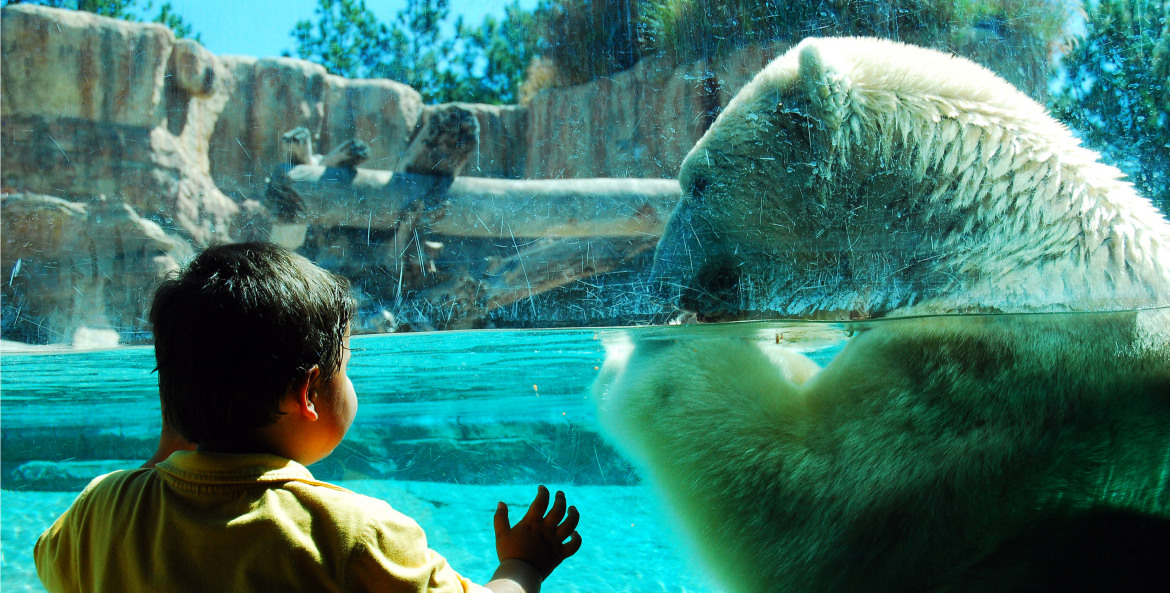 boy looking at a polar bear through a window, picture