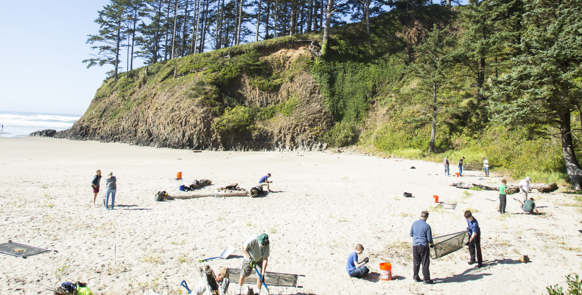 volunteers sift microplastics from the sand in Cannon Beach, Oregon.