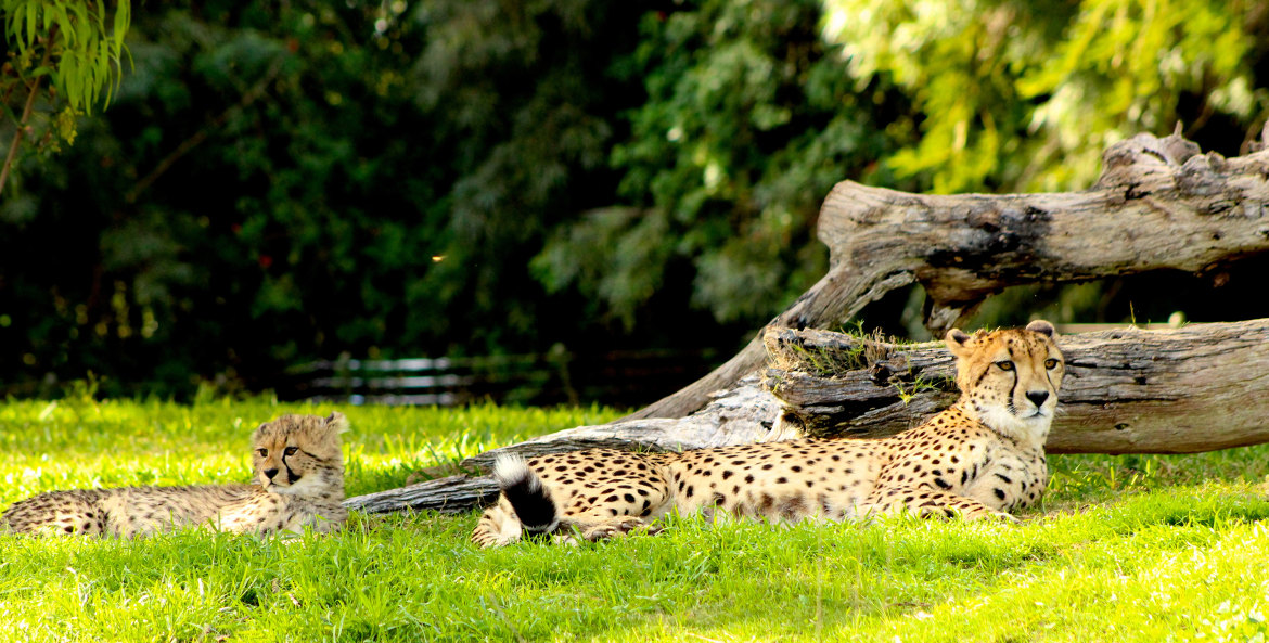 Cheetahs lounging in the grass at San Diego Zoo, picture