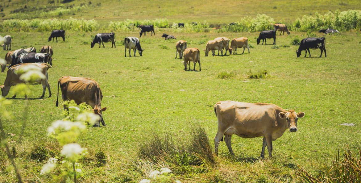 dairy cows graze on Valley Ford Road, image
