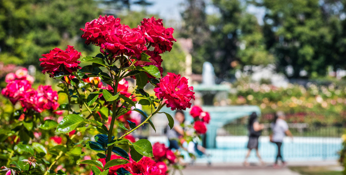 San Jose rose garden in bloom, Northern California, picture