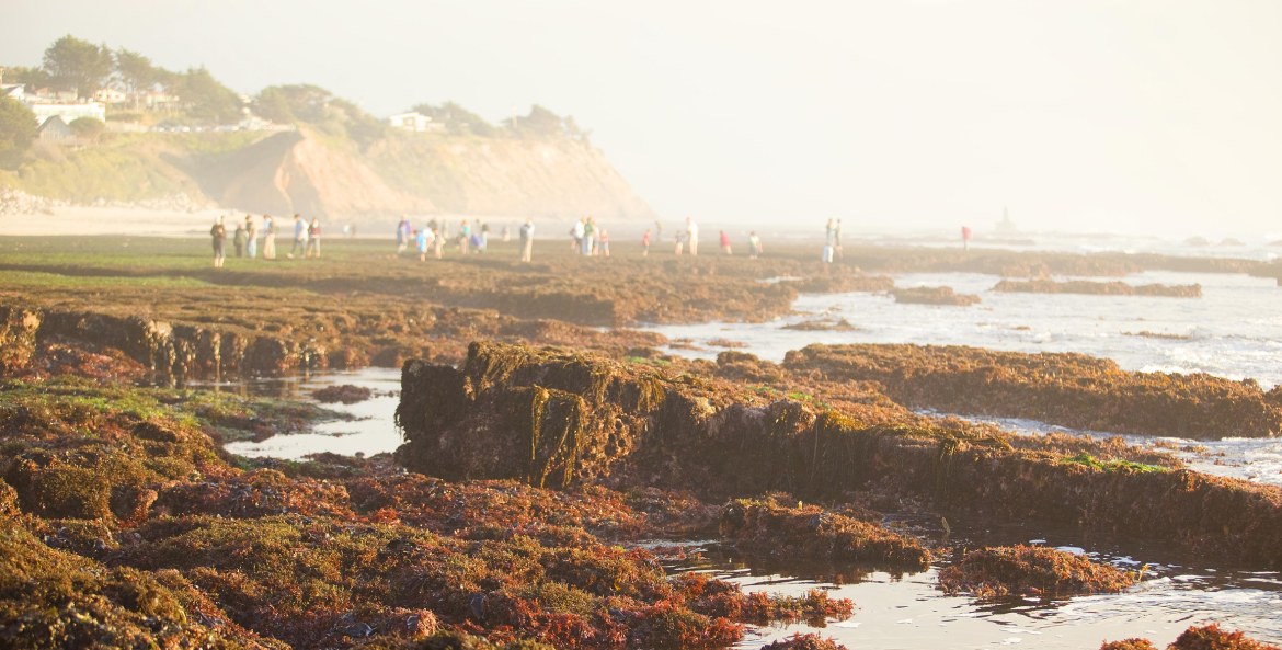 the active tide pools at Fitzgerald Marine Reserve in Moss Beach, San Mateo County, California.
