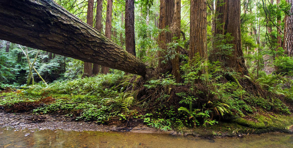 Old-growth redwood trees at Butano State Park in California, photo