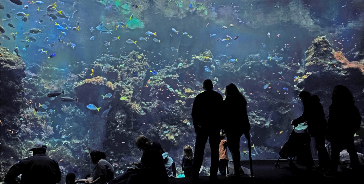 couple looking at large tank at aquarium