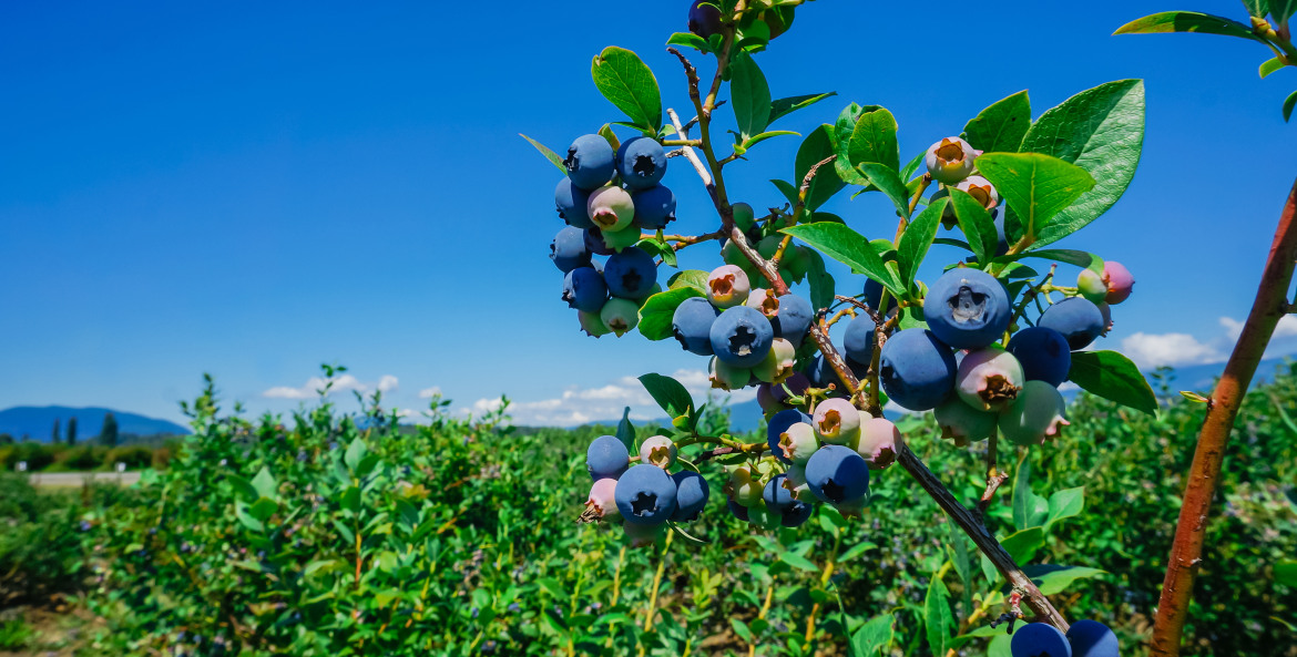 Blueberries ripen on a branch in Burlington, Washington, photo