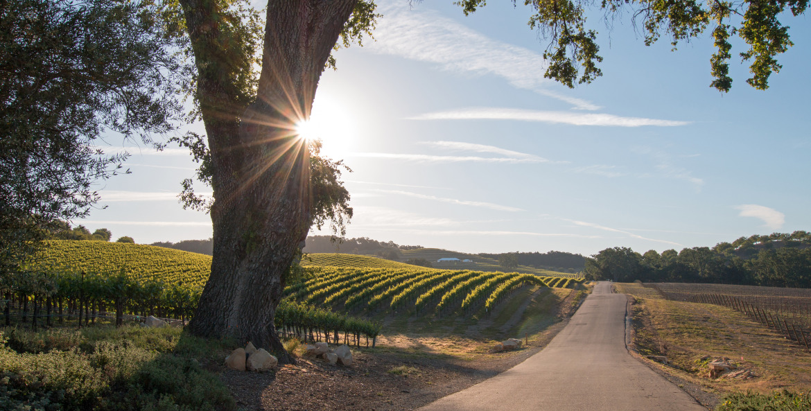 Sun hides behind the trunk of an oak tree alongside a Paso Robles winery road, image