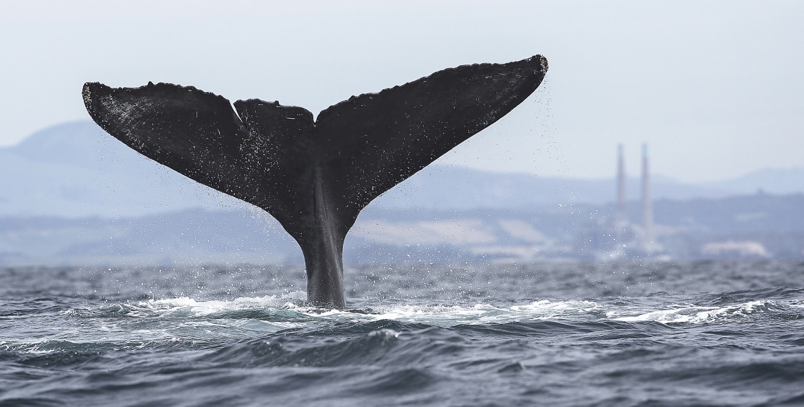 A whale tail visible above the water in Monterey Bay, image