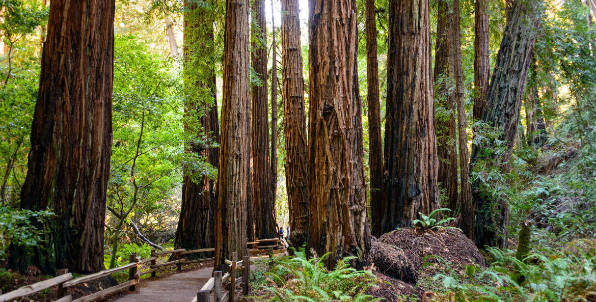 A trail winds through redwoods in Muir Woods National Monument, California, image