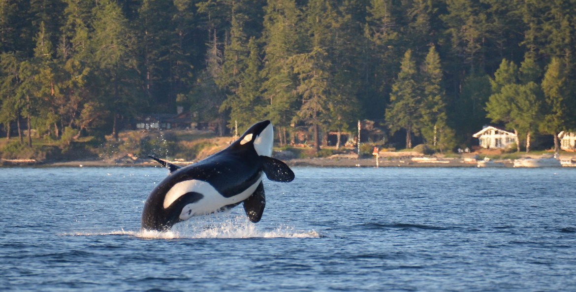 An endangered Southern Resident killer whale breaches near the San Juan Islands in Washington, image