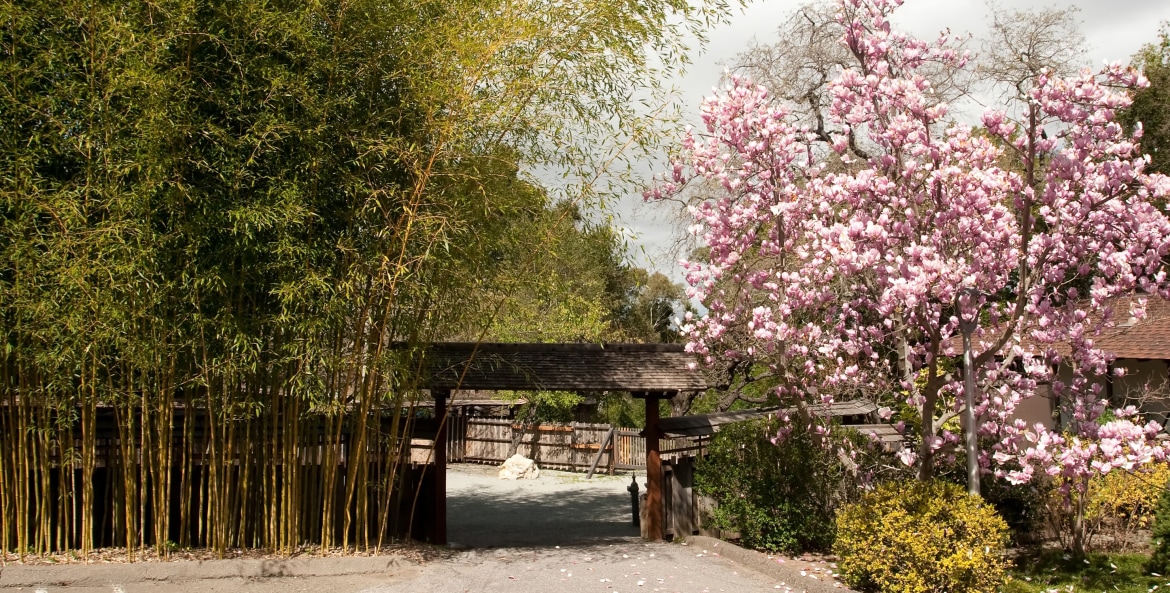 Saratoga's Hakone Gardens, photo