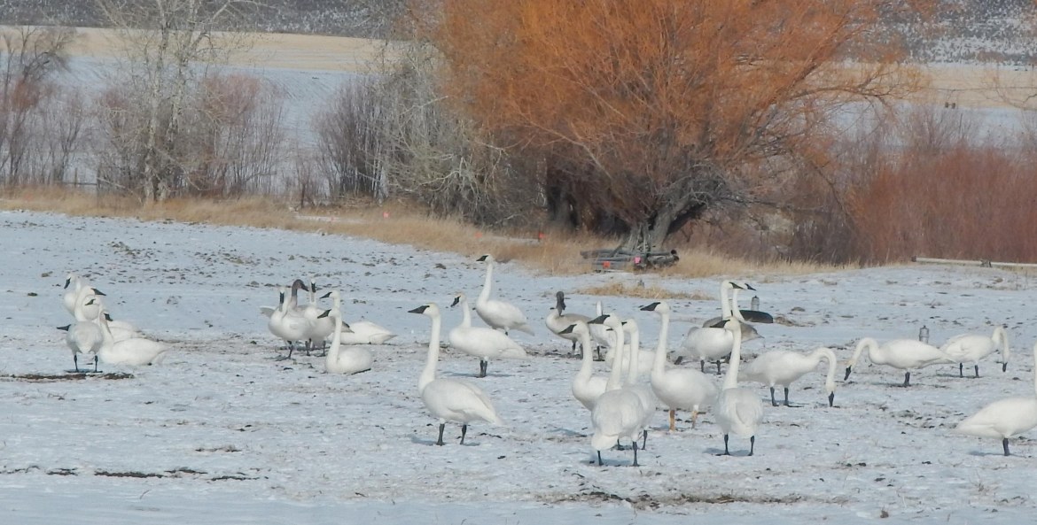 Birds gather at Silver Creek Preserve near Ketchum, Idaho, photo