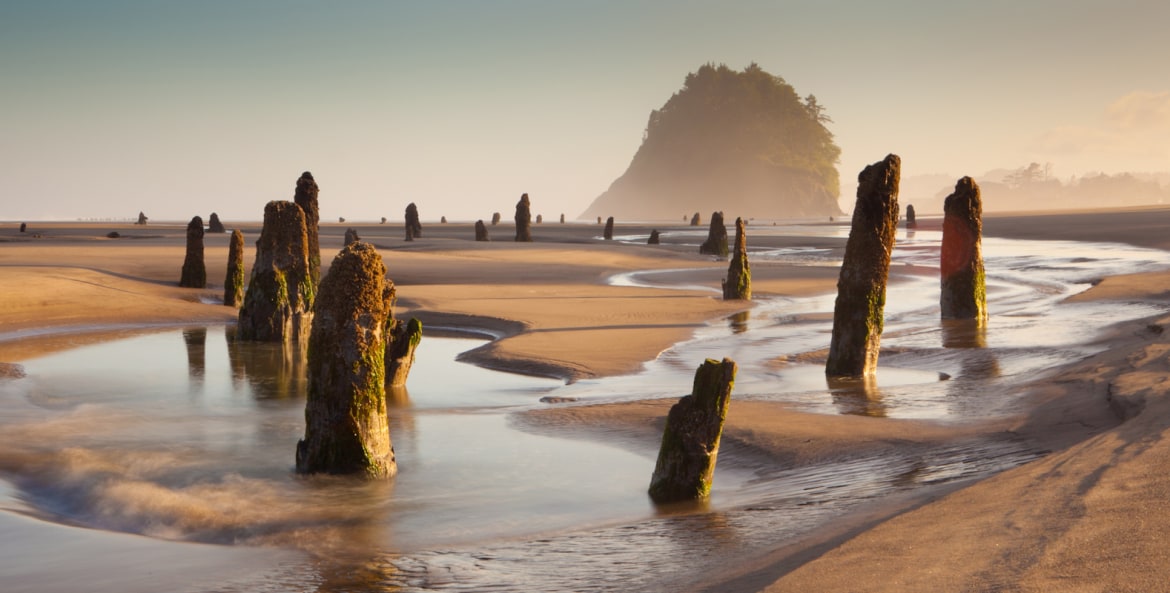 Low tide reveals stumps on Neskowin Beach, Oregon, picture