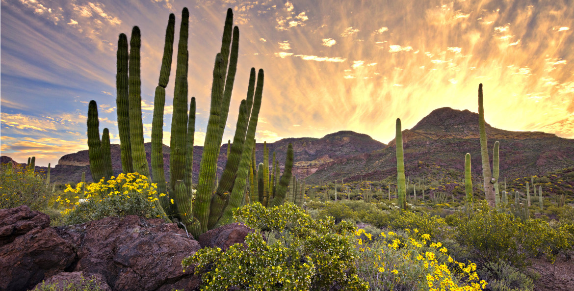 organ pipe cacti with desert blooms and dramatic sunset at Organ Pipe Cactus National Monument in southern Arizona's Sonoran Desert, picture