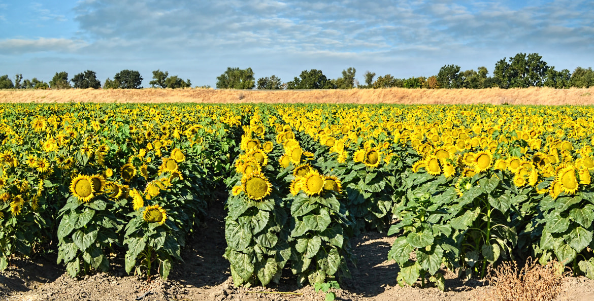 A field of sunflowers in Woodland, California, image