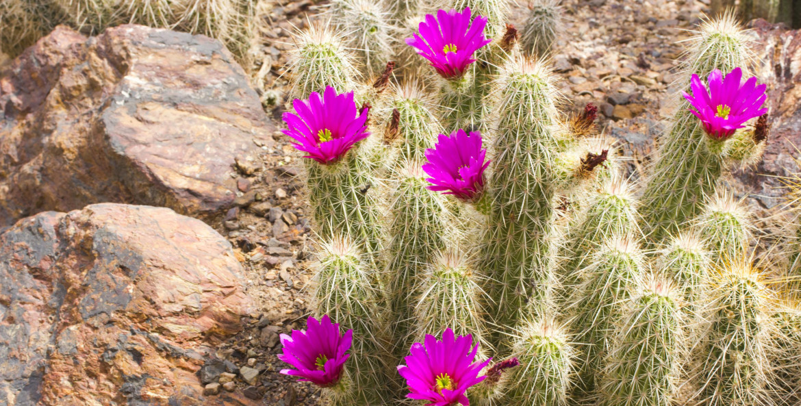 Purple Scarlet Hedgehog cactus blooms, picture