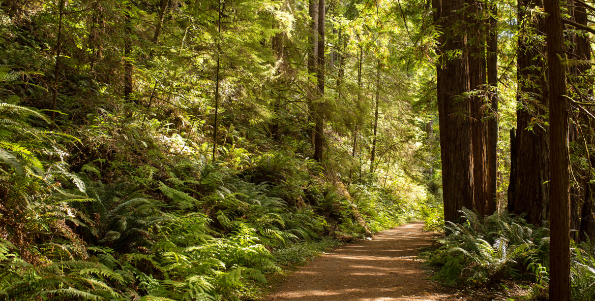 trail through redwoods in Mendocino, California, photo