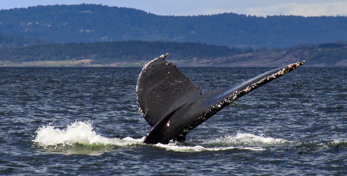 picture of a humpback whale tale rising from the ocean