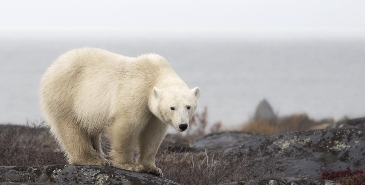 a polar bear stands on a rock in Manitoba, Canada.