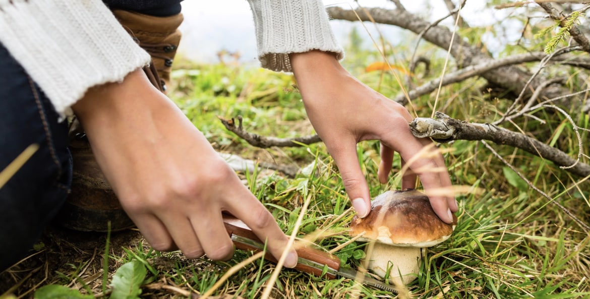 picture of a woman foraging a porcini mushroom in a forest
