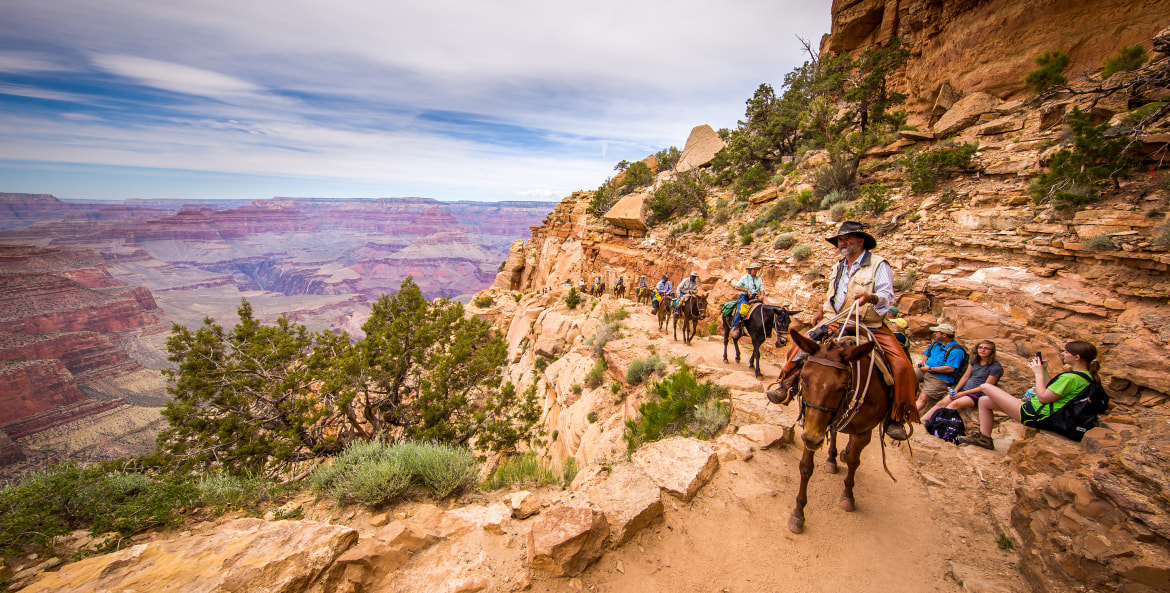 Riders on mules traverse the South Kaibab Trail on the Grand Canyon's South Rim, photo