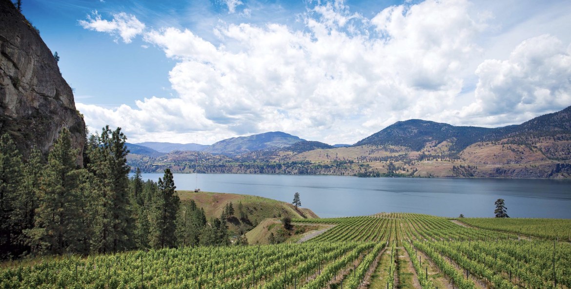 view across vineyard towards Okanagan Lake in British Columbia, Canada, picture