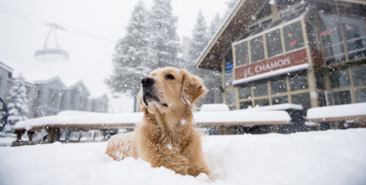 picture of a dog sitting in the snow outside Le Chamois in Tahoe