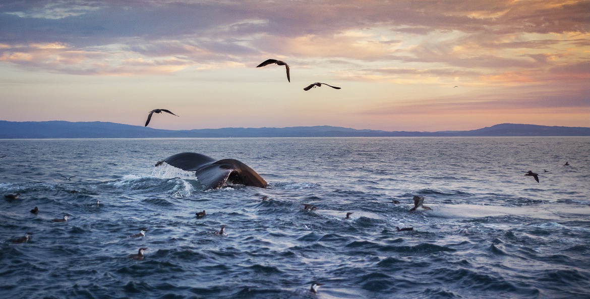 A humpback whale dives into the water of Monterey Bay, California at sunset, photo