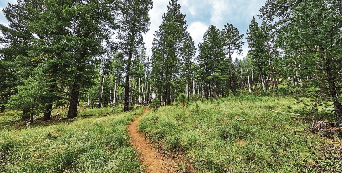 Los Burros Trail winds past spruce and fir trees in Apache-Sitgreaves National Forests, Arizona, picture