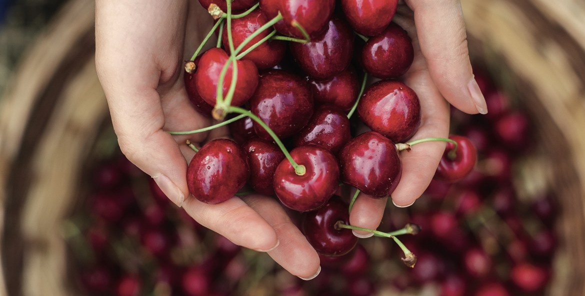 two hands hold bing cherries
