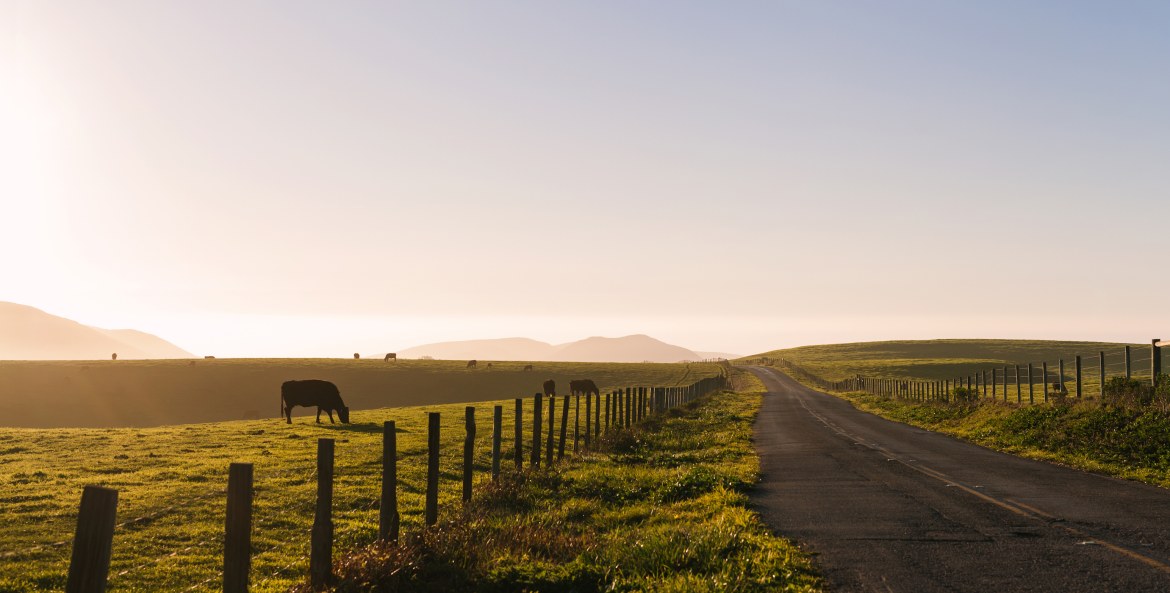 cows in a field at sunset near Point Reyes National Seashore