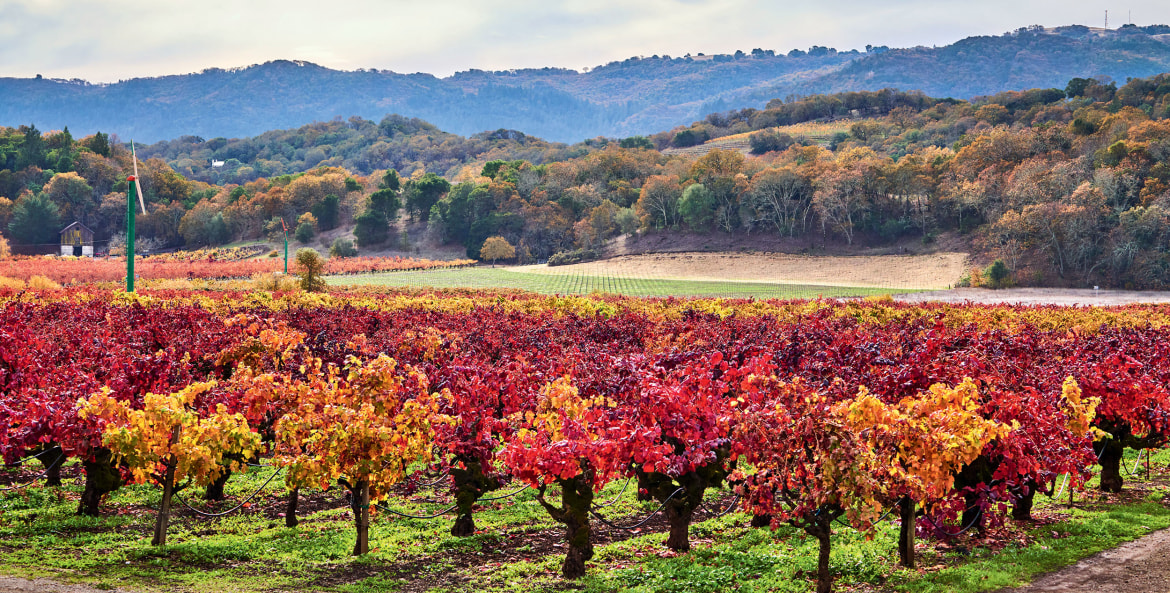 vineyard in orange and red fall colors at Pagani Ranch in California's Napa Valley, picture