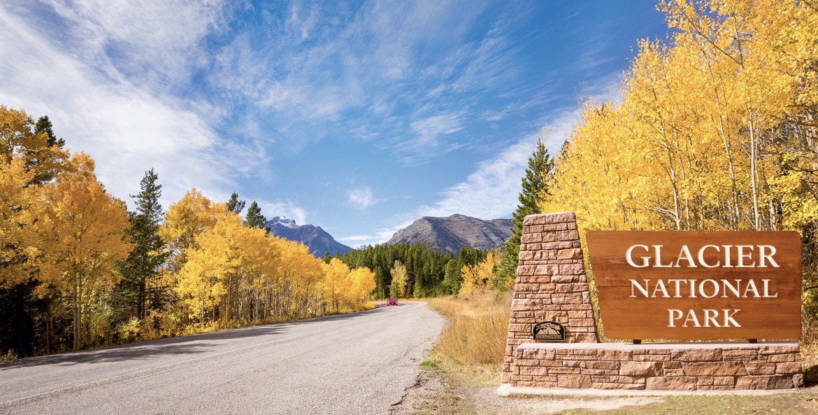 dramatic fall color in saturated yellow against tall pines and a deep blue sky and flagstone sign beside road greet visitors at Glacier National Park's west entrance in Montana