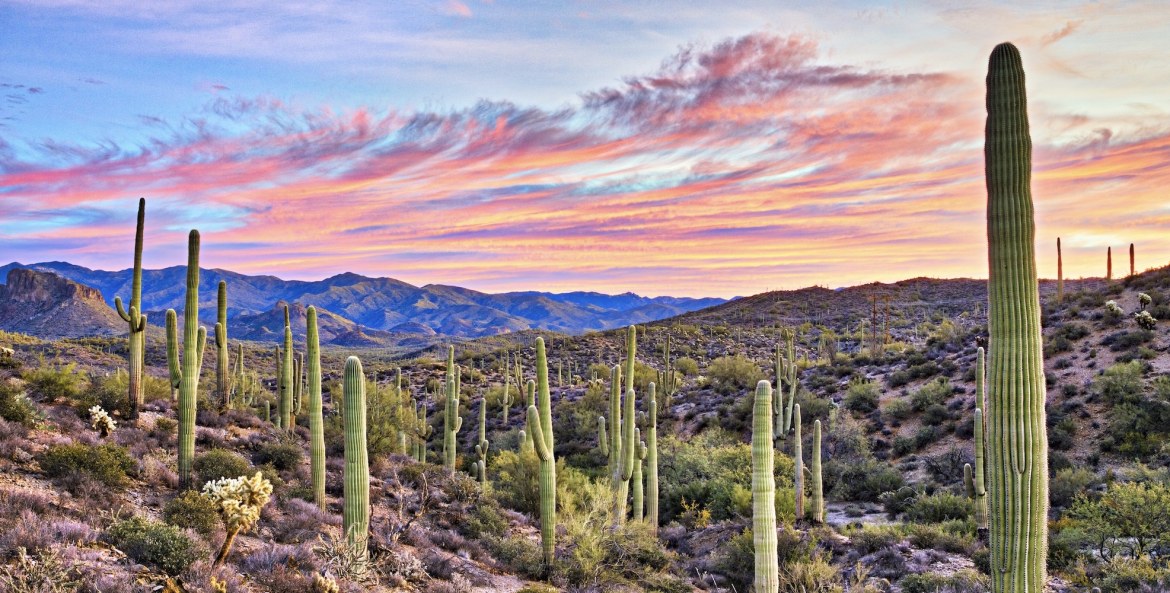 saguaros stand tall in the Sonoran Desert of Arizona as the sun rises behind them